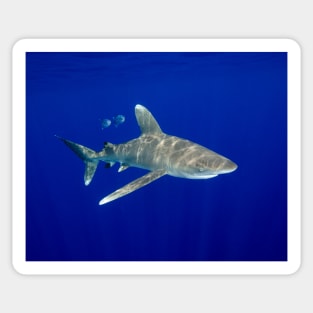 An Oceanic White Tip Shark Cruising in the Deep Blue Sticker